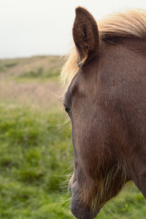 Close up head of brown horse concept photo. Farm animal grazing. Rear view photography with green pasture on background. High quality picture for wallpaper, travel blog, magazine, articleの写真素材