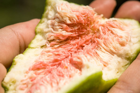 Close up person holding delicious fig fruit concept photo. Exotic dessert. Side view person...