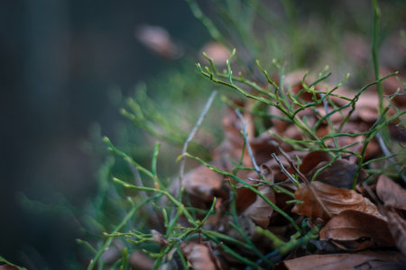 Close up green sprouts growing in dry leaves concept photo. Side view photography with blurry...