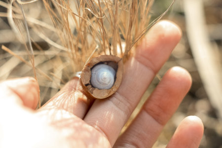 Close up lady holding walnut half with shell concept photo. First view person photography with dry...