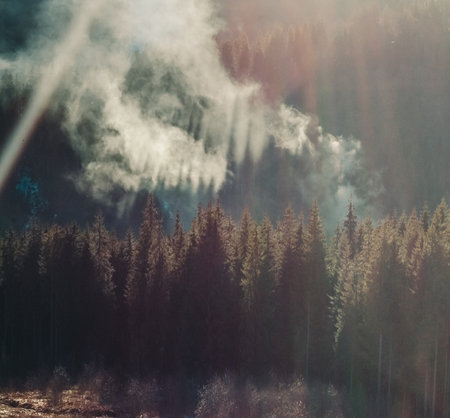 Deep fir wood on mountain at sunlight landscape photo. Beautiful nature scenery photography with hill on background. Idyllic scene. High quality picture for wallpaper, travel blog, magazine, articleの写真素材