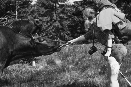 Hiker giving bunch of grass to cow monochrome scenic photography. Picture of person with coniferous...