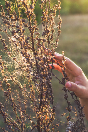 Close up hand touching dry wildflowers with spider web concept photo. Summertime. Side view photography with blurred background. High quality picture for wallpaper, travel blog, magazine, articleの写真素材