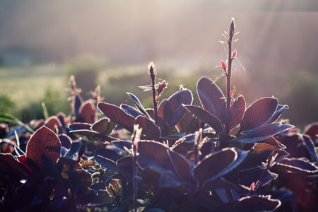 Close up purple perennial plants illuminated by sunlight concept photo. Front view photography with blurred background. High quality picture for wallpaper, travel blog, magazine, articleの写真素材