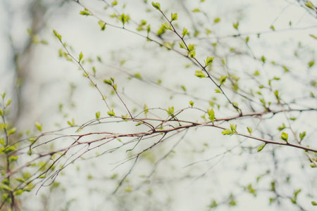 Close up beginning of spring time concept photo. Growing small leaves. Front view photography with blurred background. High quality picture for wallpaper, travel blog, magazine, articleの写真素材