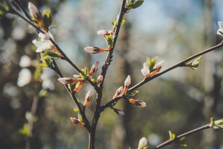 Close up cherry blossoms buds on branch concept photo. Springtime in garden. Front view photography with blurred background. High quality picture for wallpaper, travel blog, magazine, articleの写真素材