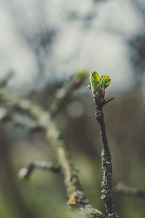 Close up green plant bud growing on twig concept photo. Fresh branch in spring. Front view...