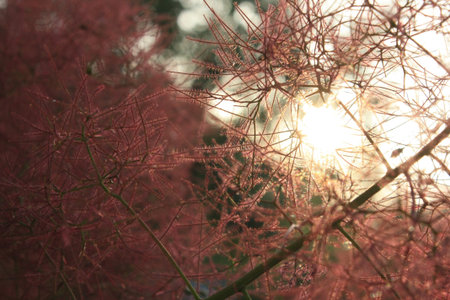 Close up sunlight through pink smoke bush twigs concept photo. Summer bloom. Front view photography...