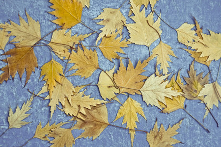 Close up dried yellow fall leaves concept photo. Preserving autumn foliage. Front view photography...
