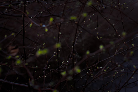 Close up twigs with small leaf buds in dark concept photo. Springtime. Front view photography with blurred background. High quality picture for wallpaper, travel blog, magazine, articleの写真素材