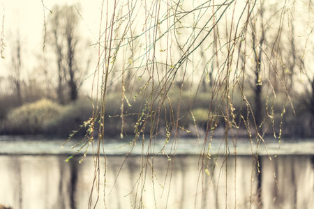 Close up young willow twigs hanging over river concept photo. Tree branches. Front view photography with blurred background. High quality picture for wallpaper, travel blog, magazine, articleの写真素材