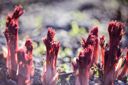 Close up red peony roots concept photo. Hyobanche sanguinea plants growing. Front view photography with blurred background. High quality picture for wallpaper, travel blog, magazine, articleの写真素材
