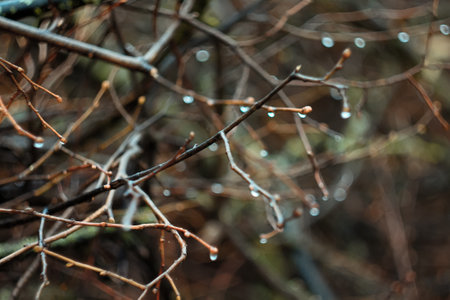 Close up wet branches concept photo. Rainy weather in autumn woods. Front view photography with blurred twigs background. High quality picture for wallpaper, travel blog, magazine, articleの写真素材