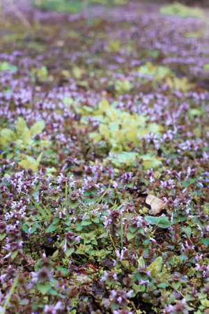 Close up ground covering wildflowers soft focus concept photo. Flowering weeds. Front view...