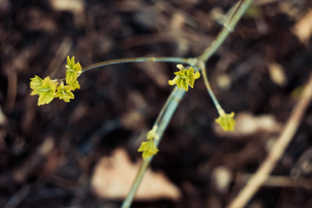Close up fresh leaves clusters on twig soft focus concept photo. Autumn, spring time. Top view...