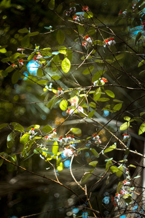 Close up feijoa tree flowers and colorful glares concept photo. Pineapple guava plant. Photography...