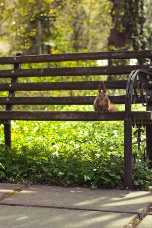 Close up wild squirrel sitting on edge of bench and staring concept photo. Front view photography with blurred background. High quality picture for wallpaper, travel blog, magazine, articleの写真素材