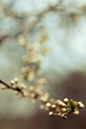 Close up undeveloped flower buds soft focus concept photo. Orchard garden. Front view photography with blurred background. High quality picture for wallpaper, travel blog, magazine, articleの写真素材