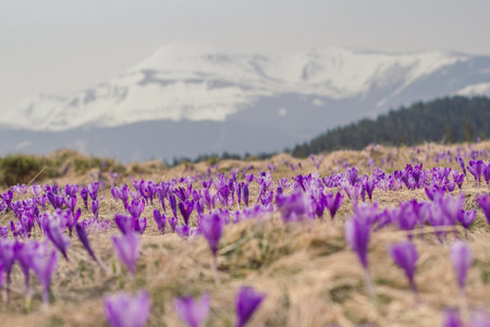 Purple wild flowers meadow landscape photo. Nature scenery photography with snow capped mountains on background. Ambient light. High quality picture for wallpaper, travel blog, magazine, articleの写真素材