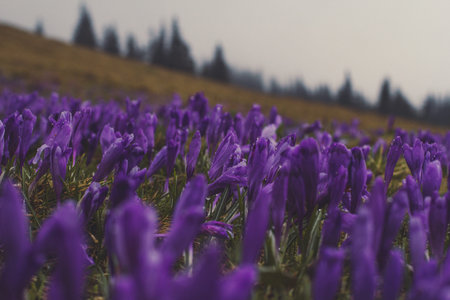 Close up raindrops on crocus flowers gloomy concept photo. Worm eye view photography with blurred...