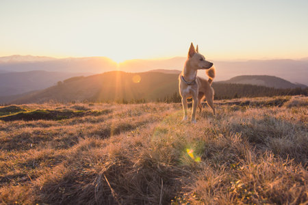 Close up walking dog on mountain hill in sunset concept photo. Front view photography with blurred background. Natural rim light. High quality picture for wallpaper, travel blog, magazine, articleの写真素材