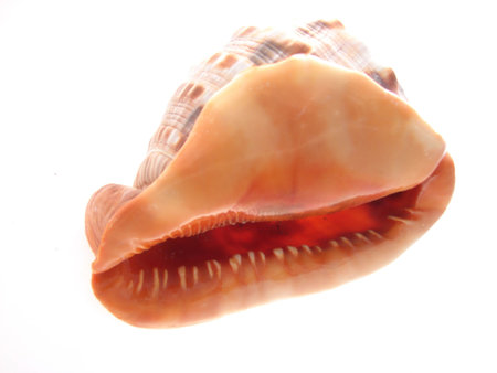 Cypraecassis rufa 