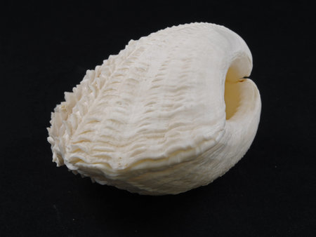 Tridacna maxima     