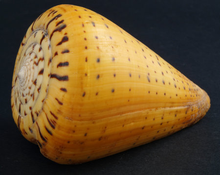 Conus betulinus     