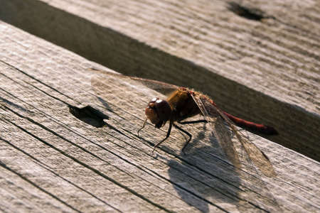 Dragonflyの写真素材