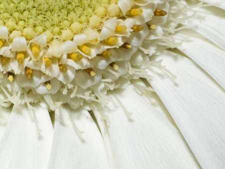 Gerbera macroの写真素材