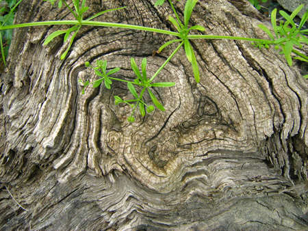 patternの写真素材