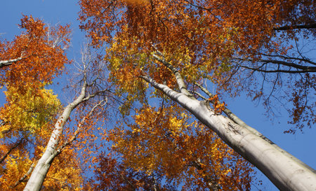 autumn,landsccapeの写真素材