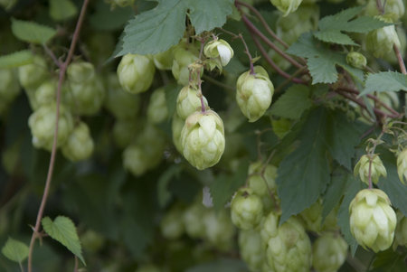 green hops