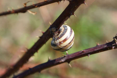 snail extremalsの写真素材