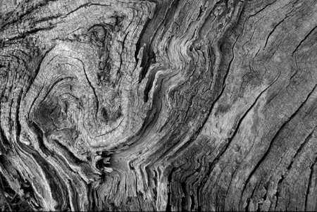 curlicue on the treeの写真素材