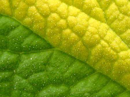 Magic fall on a sheet plantの写真素材