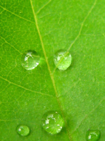 dew drops on a piece of plantの写真素材