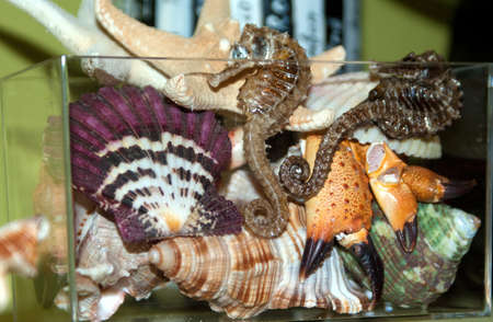 exotic Aquariumの写真素材