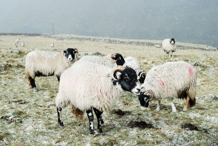 Sheep in the Yorkshire Dales out in the snow.の写真素材