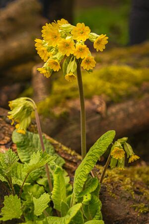 Cowslip flower in bloom.の写真素材