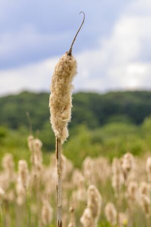 Bulrush toward the end of its lifecyle.の写真素材