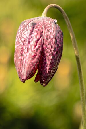 Single snake's head fritillary flowerの写真素材