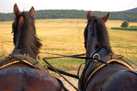 Driving a horse carriage in the countryの写真素材