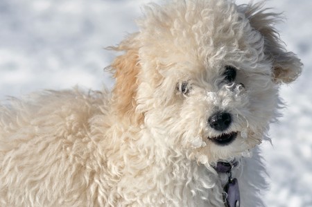 Portrait of a white little puppyの写真素材