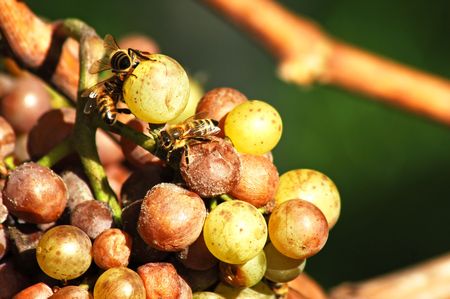 Bees are sucking the sweet fruit-flesh from the rotten grapesの写真素材