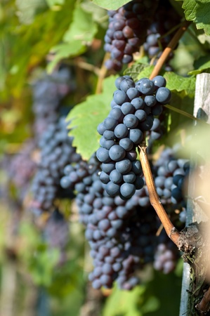 Red grapes in the vineyardの写真素材