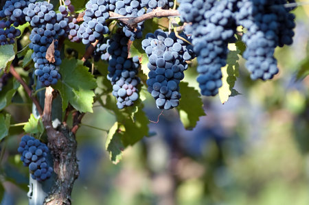 Red grapes in the vineyard