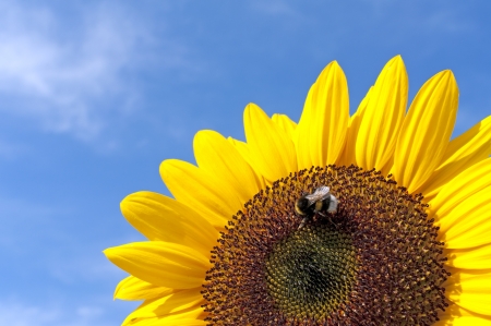 Beautiful Sunflower With Bee Against The Blue Sky By Sunny Wheatherの写真素材