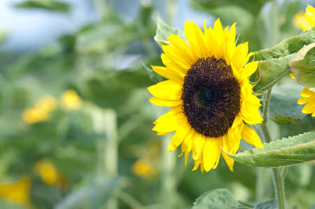 Beautiful Sunflower on the fieldの写真素材
