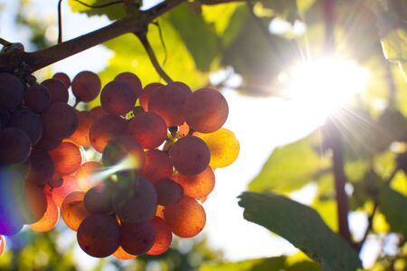 Close-up of a bunch of grapes on grapevine at susnset  Shallow DOF の写真素材